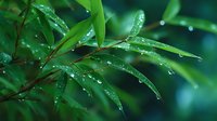 Fresh bamboo leaves covered with morning dew drops against blurred green background, creating natural zen atmosphere for wellness and spa designs.