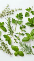 Fresh culinary herbs collection including basil, rosemary, thyme, parsley, mint and oregano arranged on white background for cooking and seasoning.