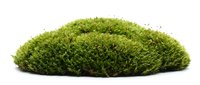 Vibrant green moss mound isolated on white background, suitable for botanical designs, nature graphics, and environmental projects.