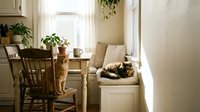 Cozy sunlit kitchen nook with orange tabby cat on white bench, wooden dining table, houseplants and warm natural lighting creating peaceful domestic atmosphere.