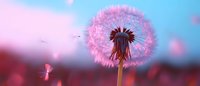 Dreamy dandelion seedhead against pink and blue sky, seeds floating away in gentle breeze creating magical atmosphere. Soft focus macro photography for nature backgrounds.