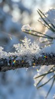 Delicate snowflake crystal formation on tree branch with rainbow light prisms and bokeh background creating magical winter scene for seasonal designs.