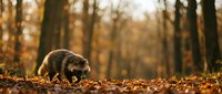 Wild boar piglet foraging through fallen autumn leaves in golden forest light. Wildlife photography capturing natural behavior in woodland habitat.
