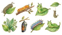 Cartoon caterpillars and insects on green leaves in various stages of metamorphosis. Isolated clipart elements suitable for children's educational materials, storybooks, and design projects.