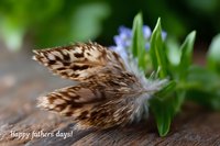 Brown and white feathers with delicate patterns lay beside blue spring flowers on rustic wooden surface, creating natural composition for seasonal greeting cards.
