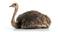 Ostrich lying down on white background, side view of large flightless bird with long neck and brown feathers. Isolated wildlife photo for nature and animal designs.