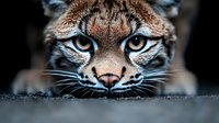Close up portrait of wild cat with intense blue eyes and focused predatory gaze against dark background, showing hunting behavior and natural instinct.