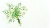 Fresh dill herb bunch tied with twine, delicate watercolor botanical illustration on white background, perfect for culinary and nature designs.