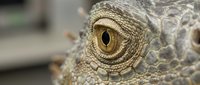 Close-up macro shot of iguana eye with detailed golden iris and textured scaly skin showing natural reptile anatomy and wildlife photography.