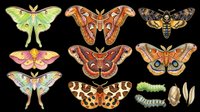 Colorful moth and caterpillar collection isolated on transparent background, ready for clipart, t-shirt design, stickers, sublimation, and print-on-demand projects.