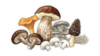 Assorted edible mushrooms including porcini, chanterelle, oyster and morel varieties arranged on white background for culinary, botanical and food design projects.