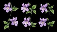 Purple violet flowers set with green leaves, isolated on transparent background. Clipart for t-shirt design, stickers, print on demand, sublimation, and digital crafts.