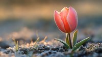 Single pink tulip emerging from frosty spring ground at sunrise, with soft bokeh background and morning dew drops on delicate petals creating magical garden atmosphere.