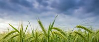Ripe barley or wheat ears swaying in wind under dramatic cloudy sky, suitable for agriculture, farming, harvest, and grain industry backgrounds.
