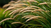 Delicate grass plumes covered in morning dew drops bend gracefully against green foliage background, creating serene natural composition for garden themes.