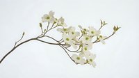 Elegant white dogwood branch with delicate blooms on clean background for spring designs, botanical illustrations, and nature-themed projects.