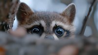 Young raccoon kit peeking through wooden fence with bright blue eyes and distinctive facial markings in natural outdoor setting.