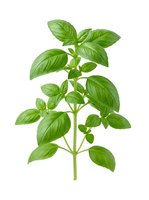 Fresh green basil plant with vibrant leaves isolated on white background, ready for culinary, gardening, and wellness design projects.