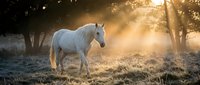 White horse standing in misty morning light among trees with golden sunrays filtering through fog, suitable for equestrian, nature, and atmospheric wildlife content.