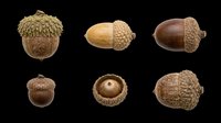 Six acorns in various stages and angles, isolated on transparent background. Ready for fall clipart, stickers, t-shirt design, print on demand, and sublimation projects.