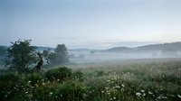 Misty morning landscape with fog rolling over rural meadow and wildflowers. Peaceful countryside scene with trees and hills in soft dawn light.
