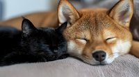 Sleeping Shiba Inu dog and black cat cuddling together on couch, showing interspecies friendship and peaceful domestic pets resting in harmony.