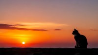 Cat silhouette sitting on wall against dramatic orange sunset sky with warm golden light and peaceful evening atmosphere for relaxation themes.