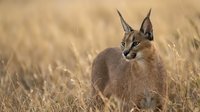 Caracal wild cat sitting alert in golden dry grass savanna, showcasing tufted ears and sleek tawny fur in natural habitat.