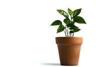 Green potted plant with glossy leaves growing in traditional terracotta clay pot isolated on white background, minimalist composition for home decor and gardening concepts.