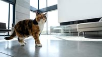 Adorable tabby cat sitting on polished concrete floor in modern minimalist living room with large windows and contemporary furniture.