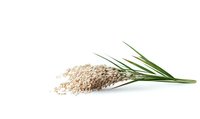 Dried pampas grass plume with green leaves isolated on white background, natural botanical element for modern minimalist interior decoration.