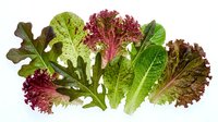 Fresh mixed salad greens including lettuce, arugula and leafy vegetables isolated on white background for healthy eating and cooking recipes.