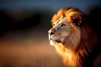 Majestic male lion with golden mane illuminated by warm sunset light, profile view against blurred savanna background showing strength and nobility of wildlife.
