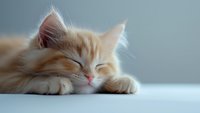 Sleeping ginger kitten with fluffy fur lying on white surface against blurred background. Close-up portrait showing peaceful expression and relaxed pose.
