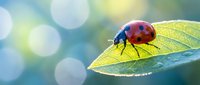 Red ladybug beetle sitting on green leaf with morning dew drops and soft bokeh background for nature and garden design projects.