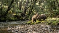 Two brown bears drinking water from forest stream surrounded by lush green vegetation and moss-covered trees in natural wilderness habitat.