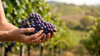 Farmer holding fresh dark purple grapes in hands at vineyard during harvest season with rolling hills and grapevines in background.