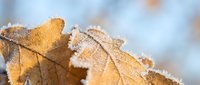 Frost-covered autumn oak leaves with golden yellow colors and detailed ice crystals on natural background for seasonal design projects.