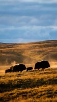 Bison herd grazing on golden prairie grassland during sunset with rolling hills and dramatic sky in background creating dust clouds while feeding.