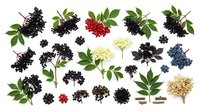 Black elderberry and red currant clusters with green foliage isolated on white background, suitable for culinary, botanical, and wellness design projects.