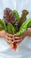 Fresh rainbow chard bunch held in hands against white background, featuring vibrant green and purple leaves with colorful stems for cooking and healthy eating.