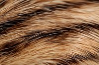 Close up macro view of brown and black animal fur texture showing detailed hair strands in natural lighting, suitable for background and texture designs.