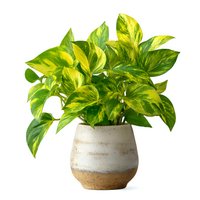 Golden pothos houseplant with variegated green and yellow leaves in ceramic pot isolated on white background for home decor and interior design projects.