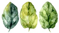 Watercolor green leaves set with delicate veins and natural color variations, showing botanical artistry on white background, suitable for nature-themed designs.