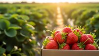 Fresh ripe strawberries in wooden basket at organic farm field during golden hour sunset. Agricultural harvest concept for healthy eating and farming.