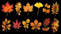 Watercolor autumn leaves collection with maple, oak, ginkgo, rowan and chestnut foliage, isolated on transparent background, ready for stickers, clipart and print on demand.