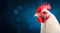White rooster head close-up portrait with bright red comb against dark blue bokeh background, showing detailed feathers and expressive eye for agriculture themes.