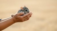 Young gray mouse held gently in open palm of person with medium skin tone against neutral beige background. Wildlife care and education.