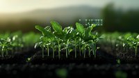 Young green soybean sprouts growing in rich soil during sunrise, showing agricultural growth and sustainable farming practices in natural light.