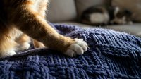 Kitten paw resting on dark blue knitted fabric, showing soft fur and claws, suitable for pet care and lifestyle content.
